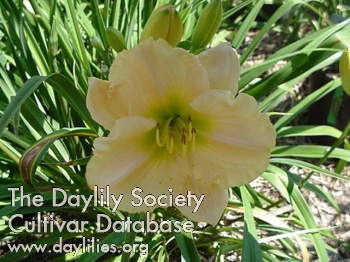 Daylily Kind Comment